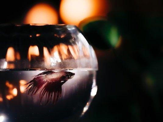 4 Cara Menghias Akuarium Ikan Cupang dengan Benar