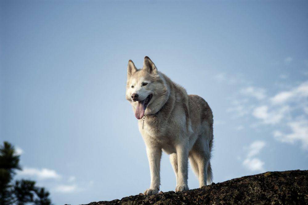 Husky Siberia (pixabay.com/M.Maggs)