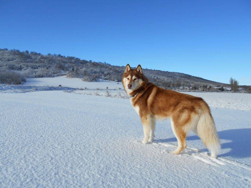 Husky Siberia (pixabay.com/Maria)