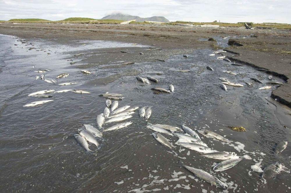 Pantai Teluk Texas Dipenuhi dengan Puluhan Ribu Ikan Mati Terdampar