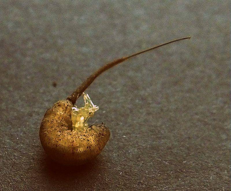 ilustrasi rat-tailed maggot (flickr.com/Barry Burke)