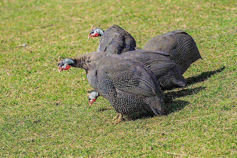 ayam mutiara domestik yang diternakkan (commons.wikimedia.org/Esin Üstün)