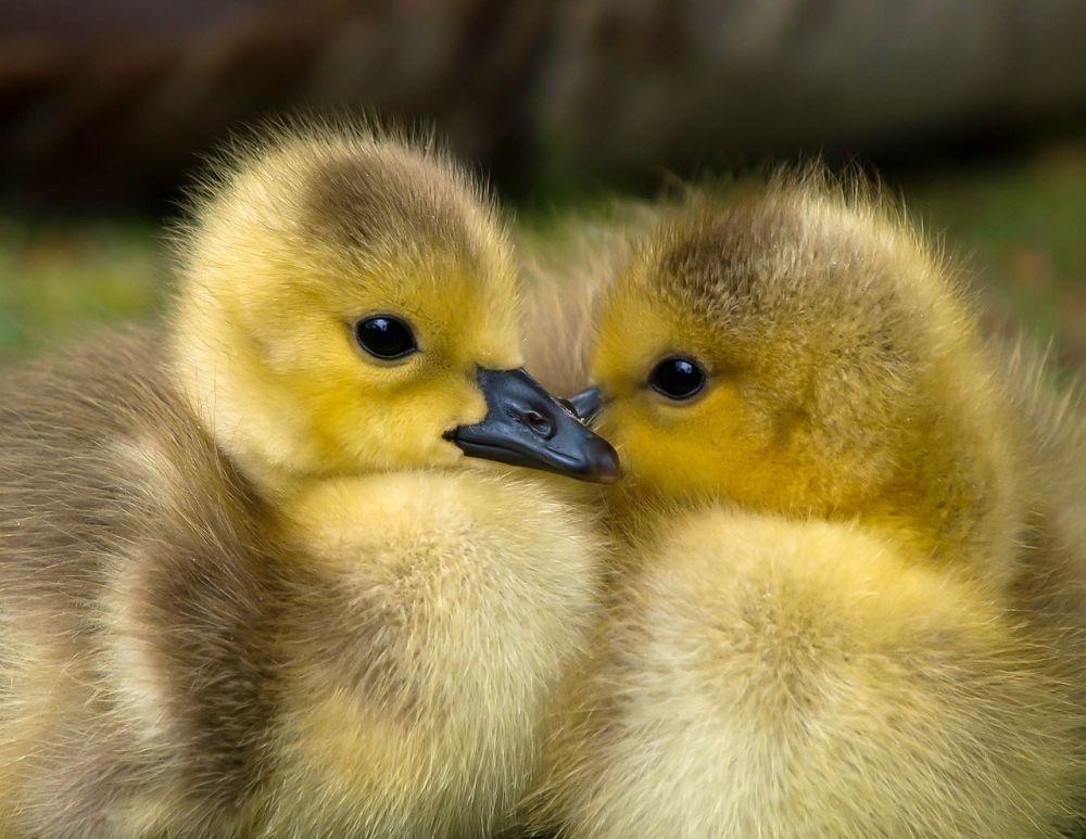 Perbedaan Bebek dengan Itik, Keduanya Sering Disamakan
