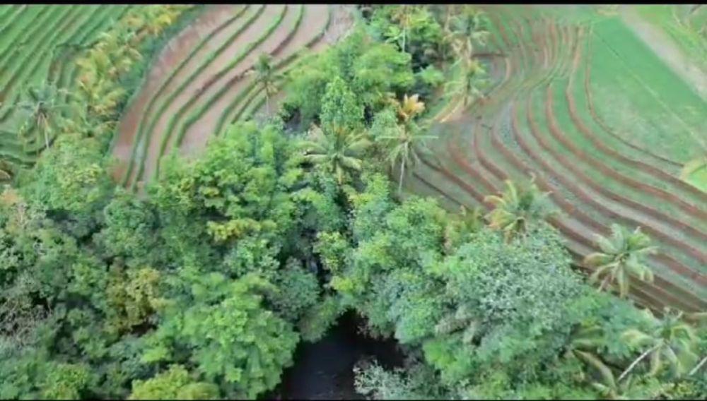 Warga Tabanan Jaga Hutan untuk Pertahankan Mata Air Mekori