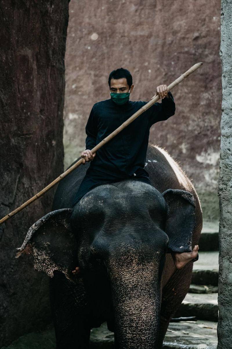 Bali Safari & Marine Park, Gianyar (unsplash.com/@gitakrishnamurti_)