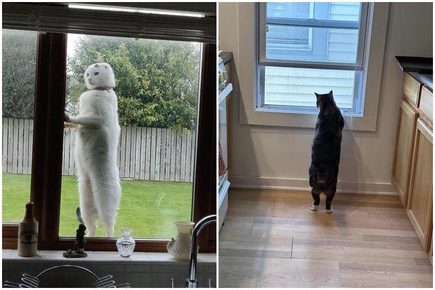10 Potret Kucing Berdiri di Depan Jendela, Lagi Lihat Betina, ya?