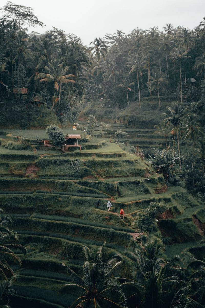 Tegalalang Rice Terrace, Gianyar (unsplash.com/@radoslavbali)