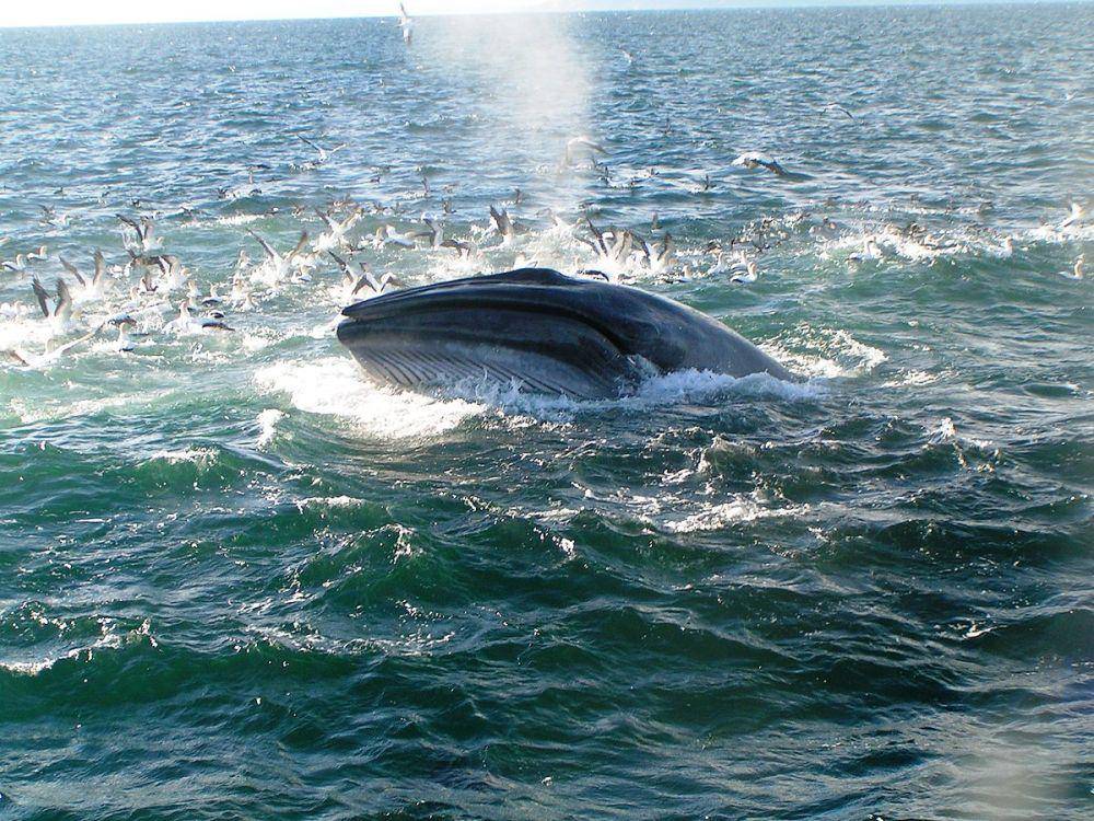 ilustrasi paus Bryde (commons.wikimedia.org/Aucklandwhale)