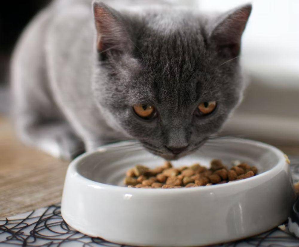 Ilustrasi kucing makan(unsplash.com/@felicewoelke)
