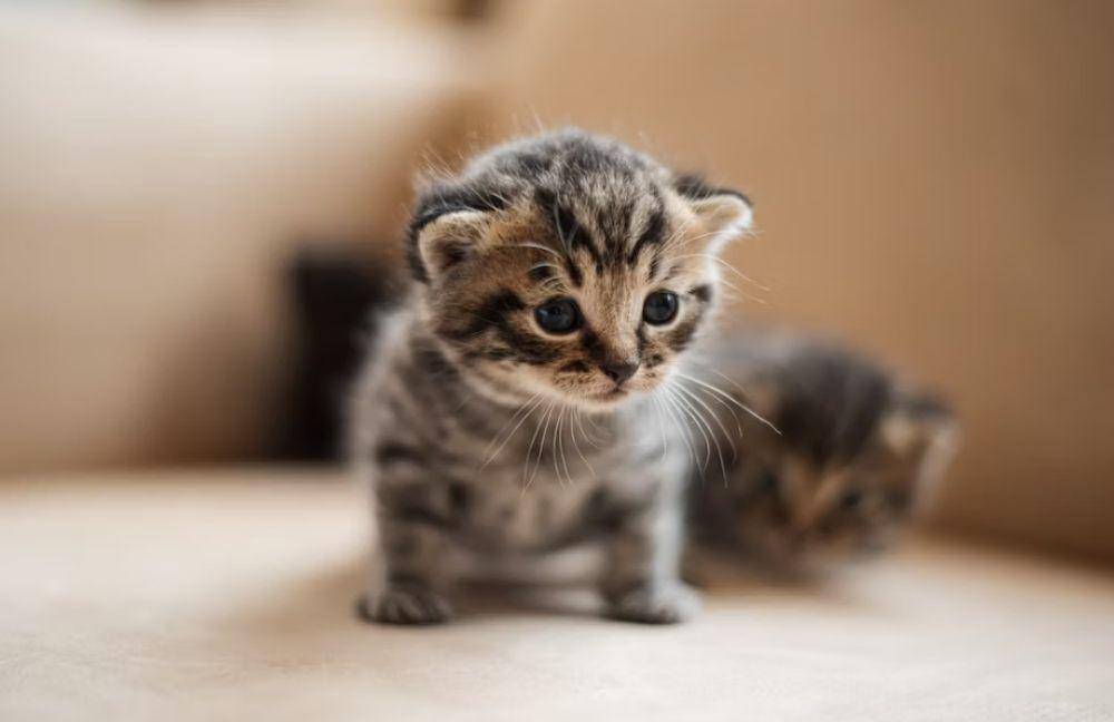 Ilustrasi anak kucing(unsplash.com/@tobiash)