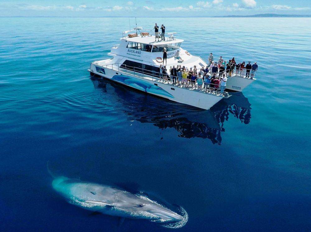 ilustrasi paus Bryde (commons.wikimedia.org/Aucklandwhale)