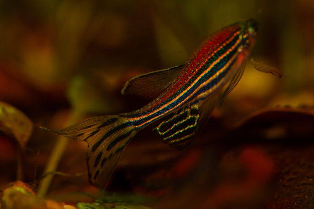 ilustrasi ikan zebra (pixabay.com/Kuznetsov_Peter)