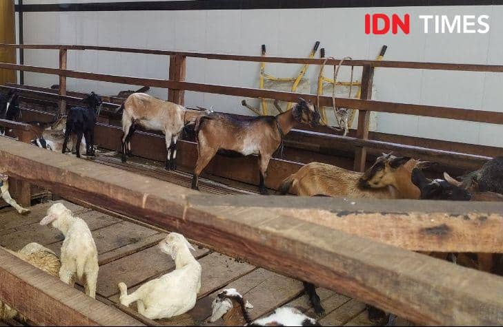 Aturan Wajib Vaksin di Palembang Picu Harga Hewan Kurban Naik