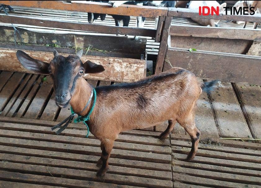 Ilustrasi hewan kurban (IDN Times/Feny Maulia Agustin)