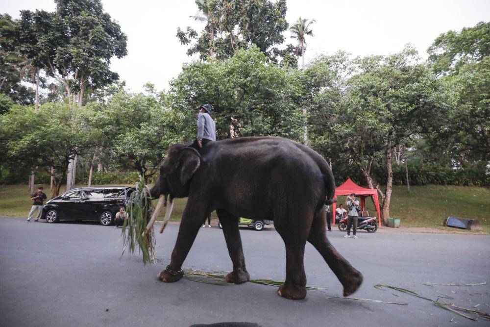 Pemindahan gajah dari Borobudur ke Gembira Loka Zoo. (Dok. Istimewa)