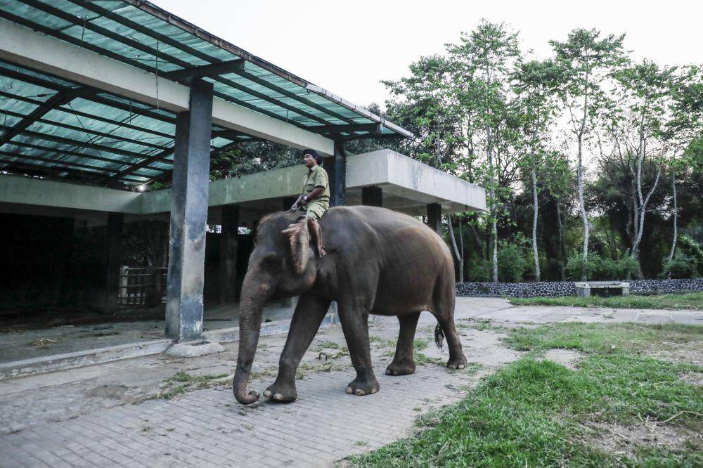 Pemindahan gajah dari Borobudur ke Gembira Loka Zoo. (Dok. Istimewa)