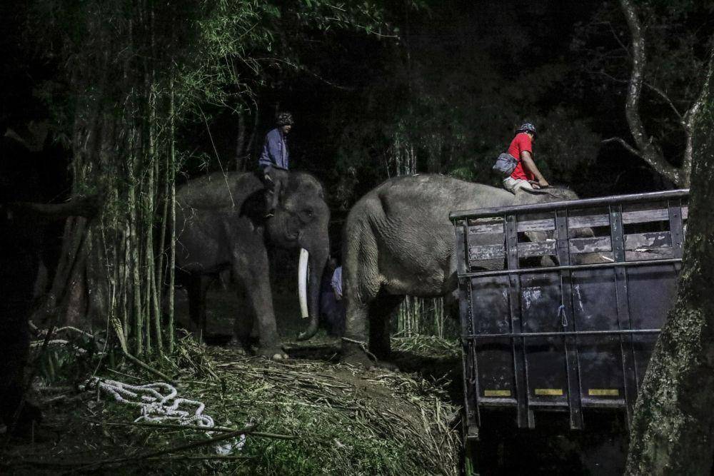 Pemindahan gajah dari Borobudur ke Gembira Loka Zoo. (Dok. Istimewa)