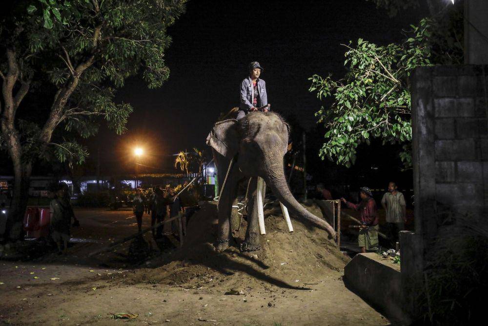 Pemindahan gajah dari Borobudur ke Gembira Loka Zoo. (Dok. Istimewa)