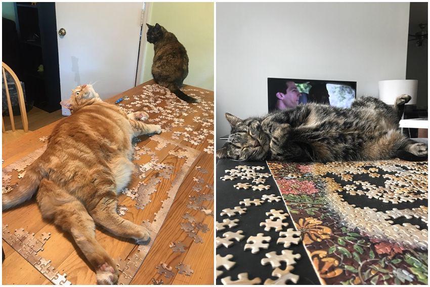10 Potret Kucing Gemoy Merusak Puzzle, Semua Jadi Berantakan