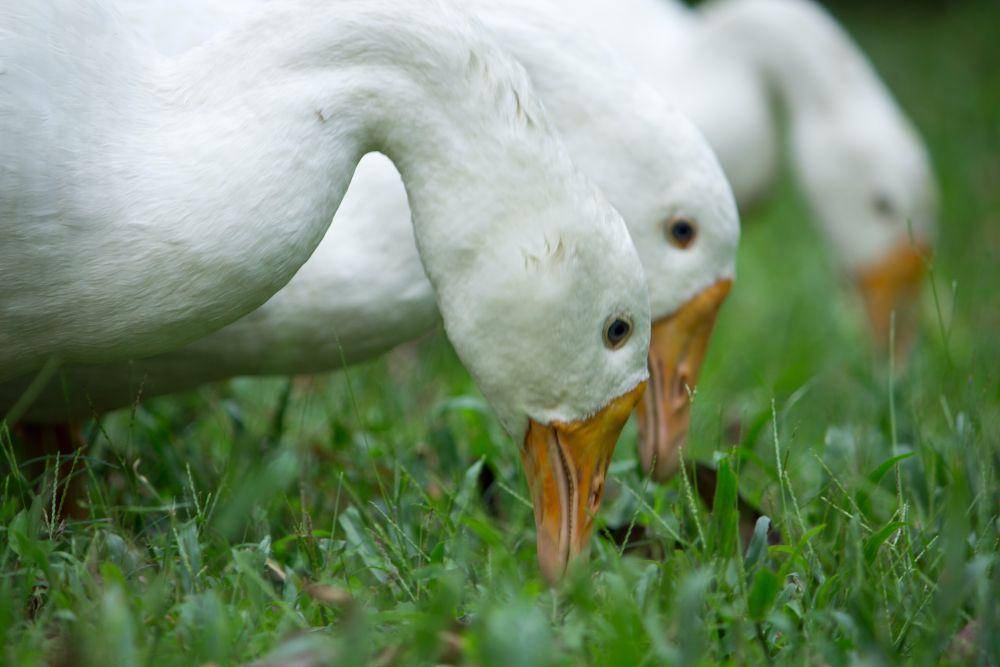 Bebek (pexels.com/Gokul Barman)