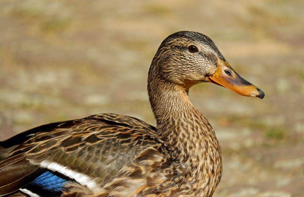Bebek (pexels.com/Pixabay)