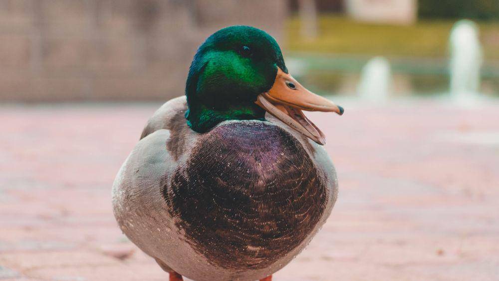 Bebek (pexels.com/Saeid Anvar)