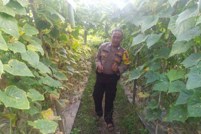 Polisi Babinkamtibmas Labuhan Deli, Medan Marelan yang sering dijuluki polisi sayur (Dok. Istimewa)