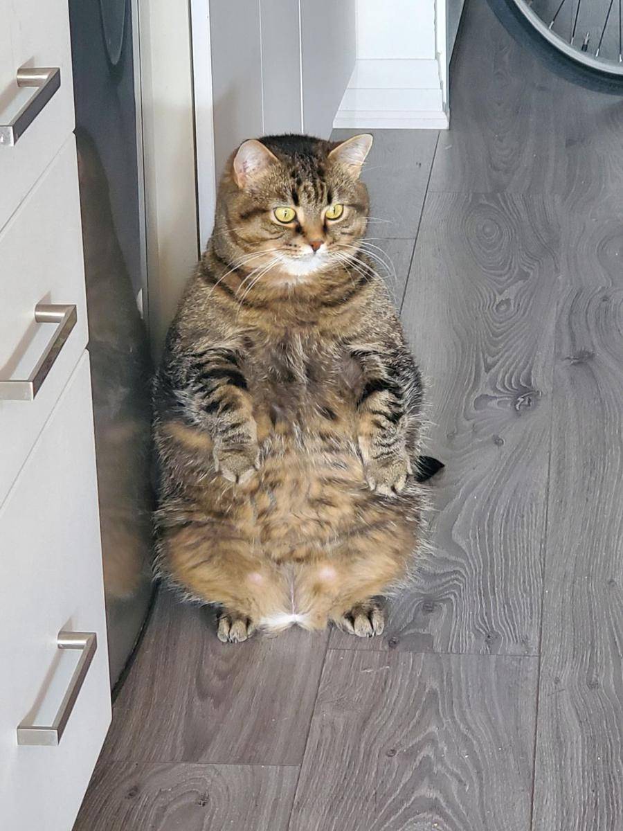 potret kucing gemoy berdiri (reddit.com/user/SkiingKay)