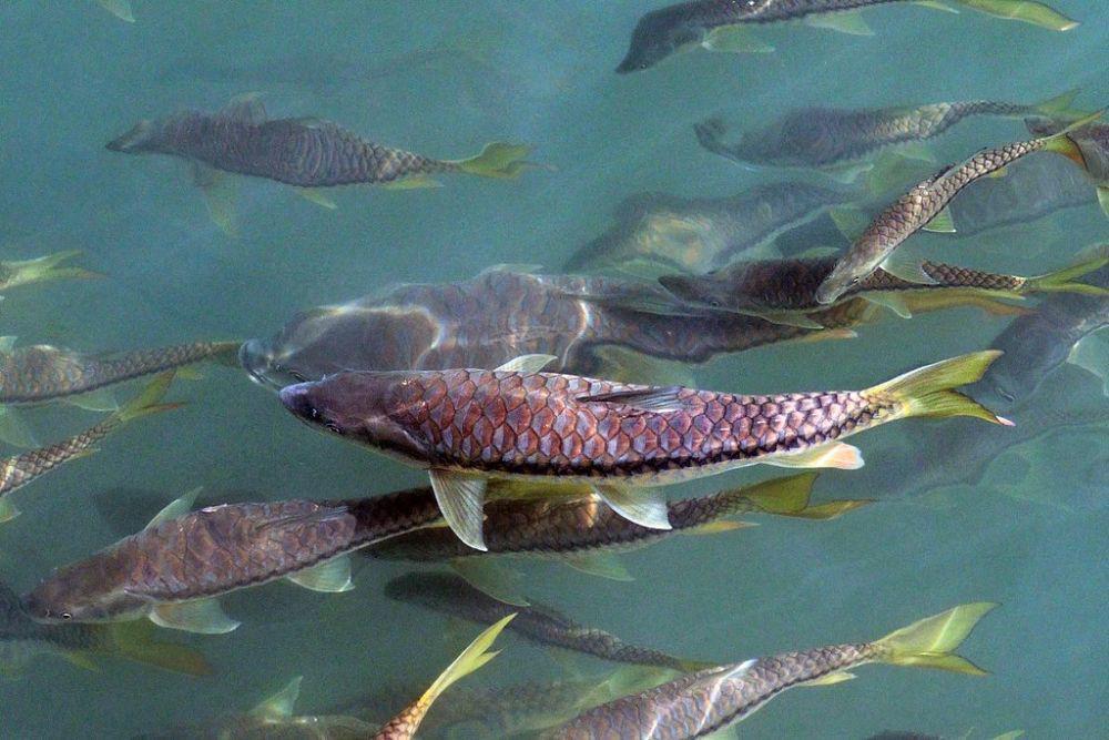 Ikan golden mahseer (wikipedia.org)