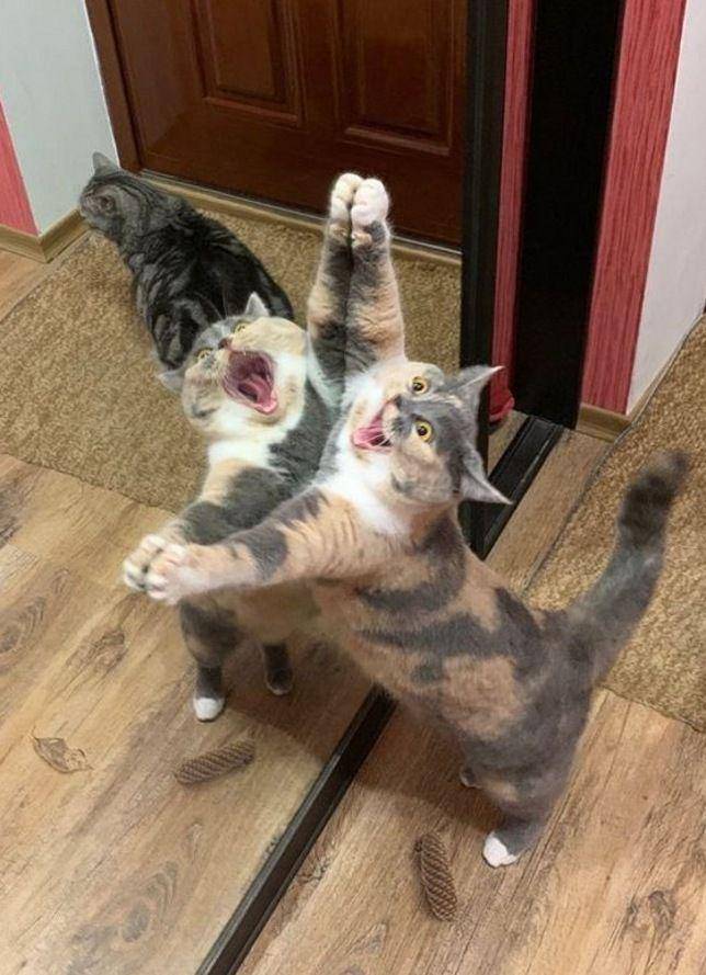 potret kucing gemoy berdiri (reddit.com/user/Trueexpect)