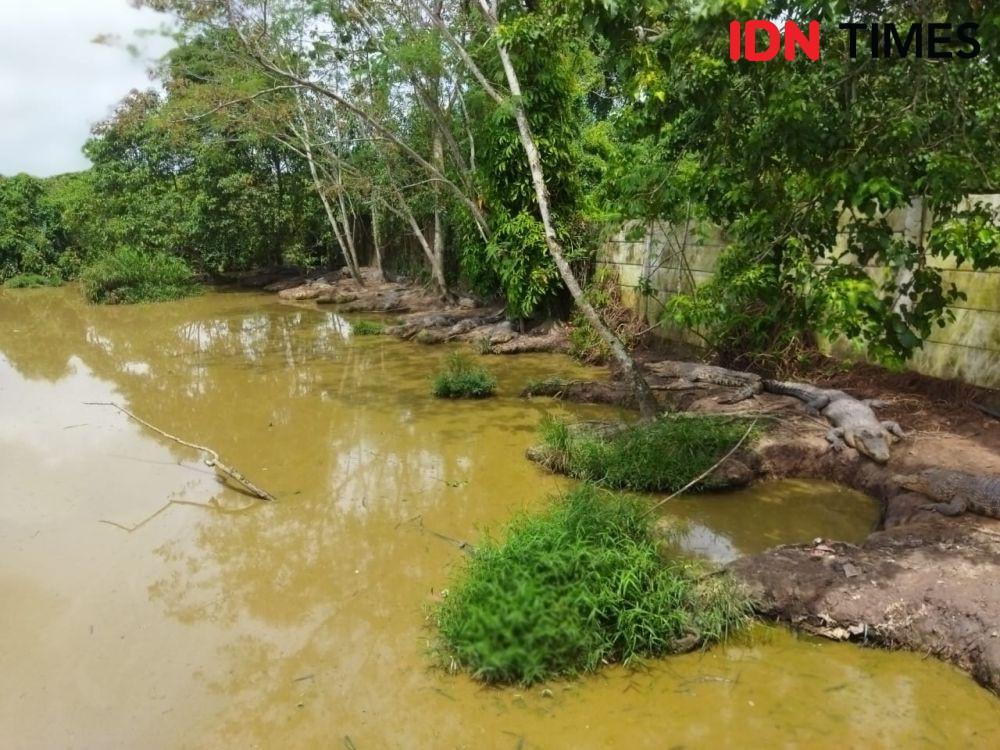 Pemancing di Paser Tewas Diterkam Buaya Muara Ganas