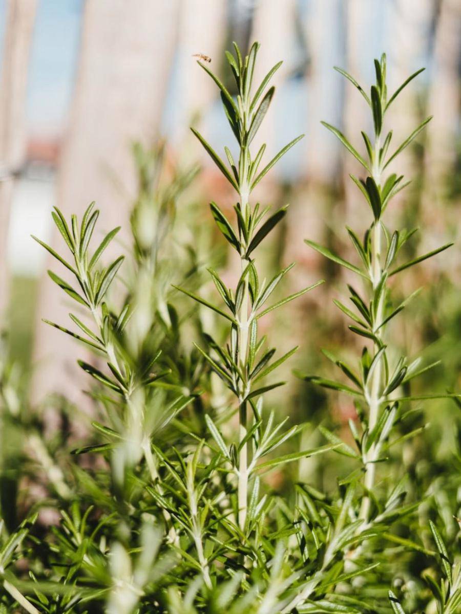 ilustrasi rosemary (unsplash.com/Julian Hochgesang)