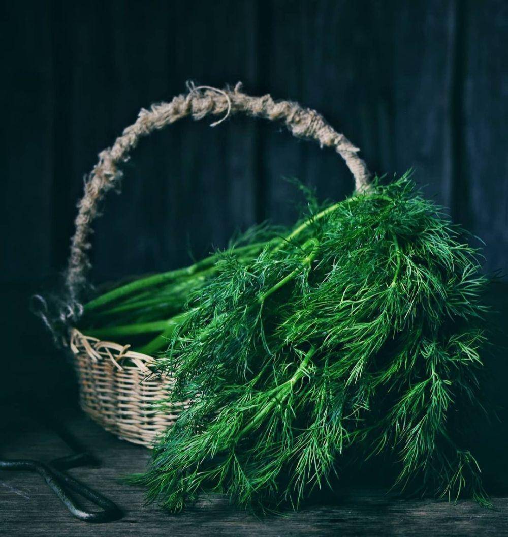 ilustrasi daun dill (instagram.com/sweetytanvir)