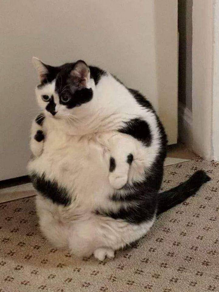 potret kucing gemoy berdiri (reddit.com/user/bySponge44)