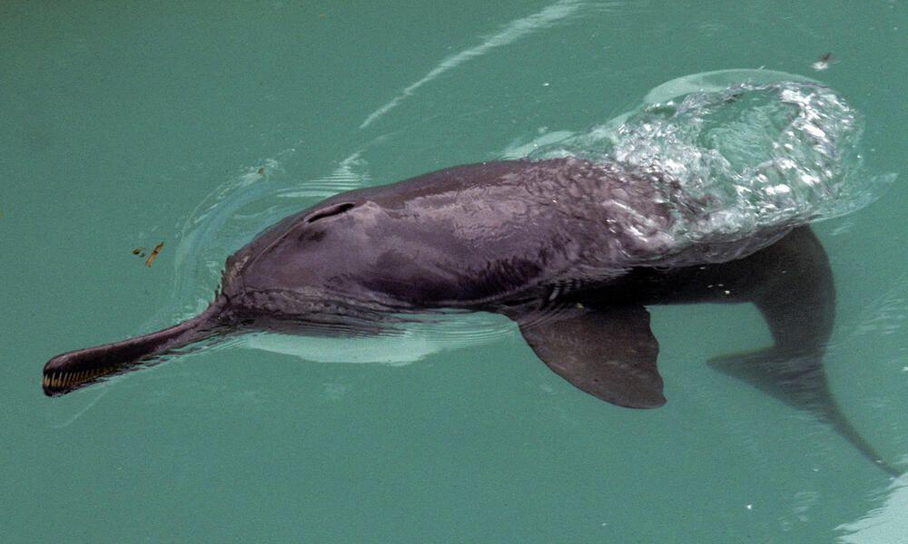 Lumba-lumba sungai Gangga (worldwildlife.org)