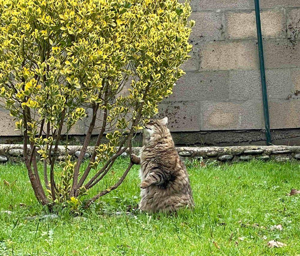 potret kucing gemoy berdiri (reddit.com/user/AdeptnessCrafty1850)