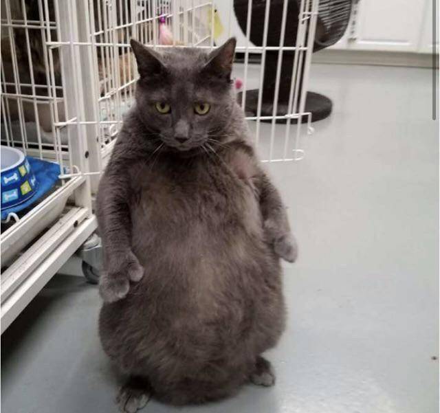 potret kucing gemoy berdiri (reddit.com/user/mhmatt420)