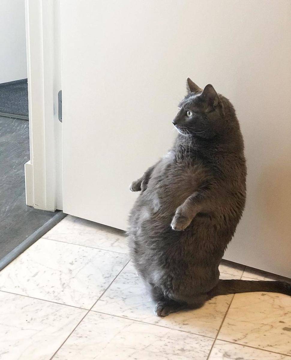 potret kucing gemoy berdiri (reddit.com/user/gsdubs)