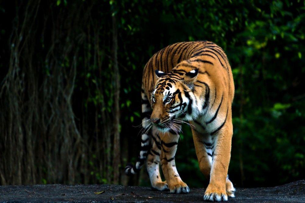 Harimau Bengal (pixabay.com/ignartonosbg)