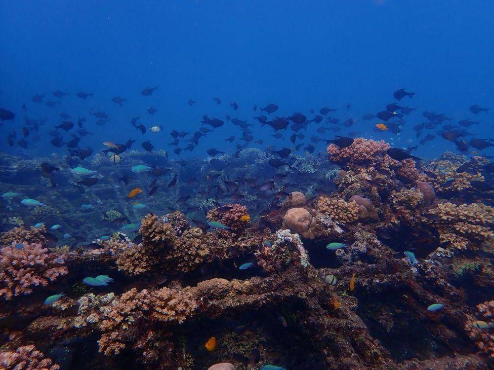 Potret bawah laut di Pantai Pemuteran, Buleleng, Bali