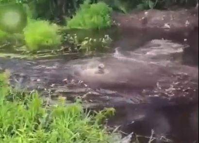 Anak anjing jadi santapan buaya muara hidup-hidup di Nunukan Kalimantan Utara, Kamis (15/6/2023). Tangkapan layar video istimewa