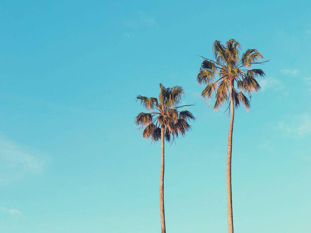 Pohon palem (unsplash.com/Gilberto Olimpio)
