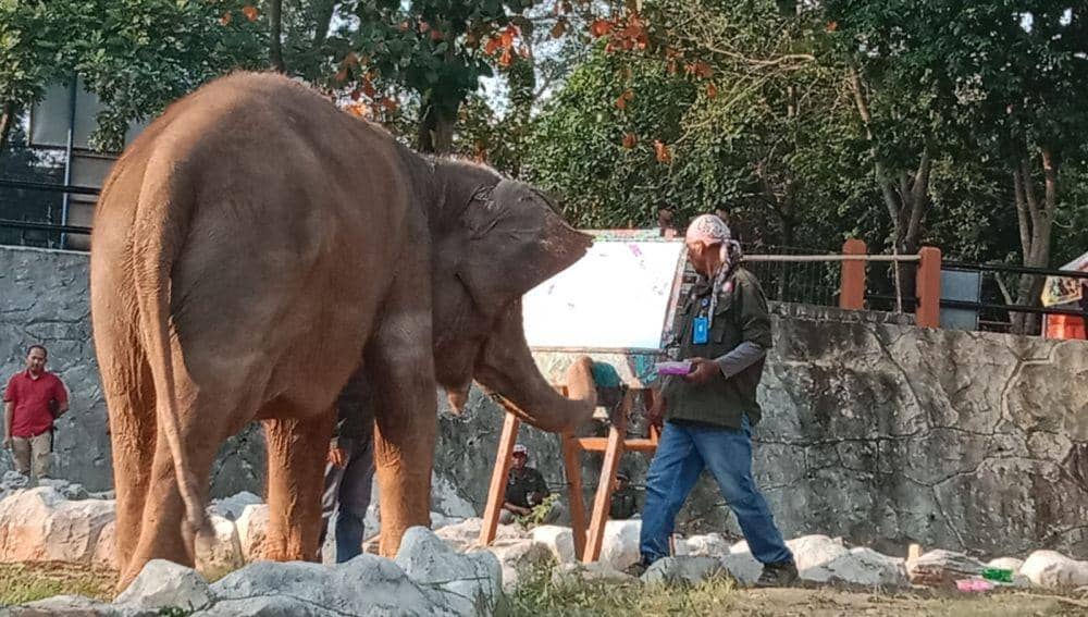 Gajah bernama Zella menunjukkan kemampuannya melukis di Bonbin Mangkang Semarang. (IDN Times/Fariz Fardianto)