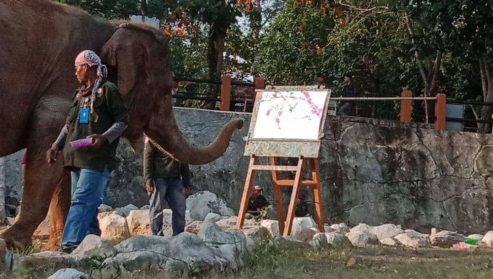 Kenalin Nih! Bona dan Zella, Dua Gajah Koleksi Terbaru Bonbin Mangkang