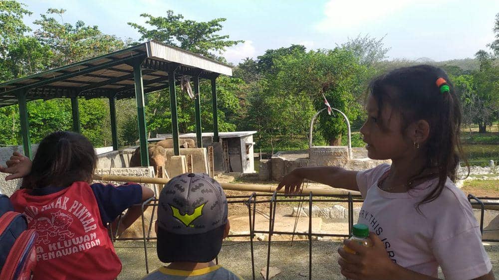 Cuaca Panas, Orangutan dan Singa Bonbin Mangkang Butuh Tambahan Air Minum