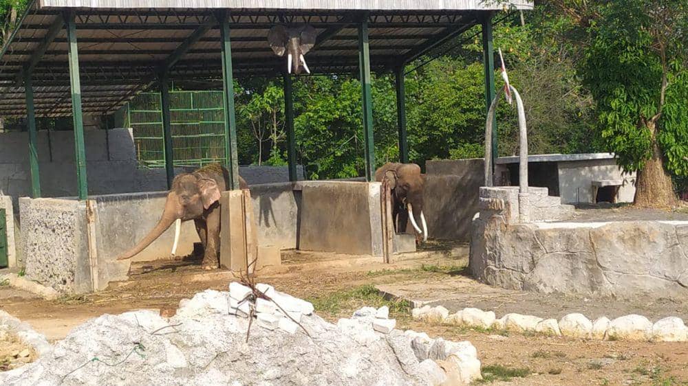 Dua ekor gajah Sumatera Bona dan Zella kiriman dari Lembaga Konservasi Borobudur yang sudah dipindahkan ke Bonbin Mangkang Semarang. (IDN Times/Fariz Fardianto)