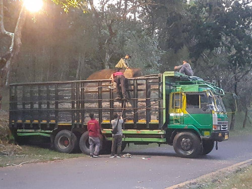 Sebuah truk saat mengangkut gajah Zella dari Lembaga Konservasi Borobudur menuju Bonbin Mangkang. (IDN Times/Fariz Fardianto)