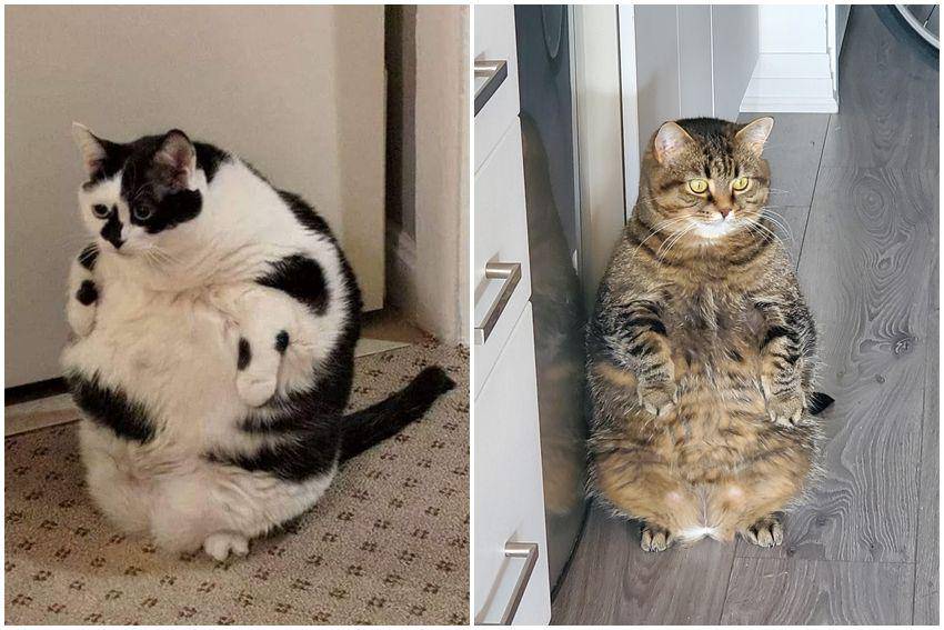 kolase potret kucing gemoy berdiri (reddit.com/user/bySponge44 | reddit.com/user/SkiingKay)