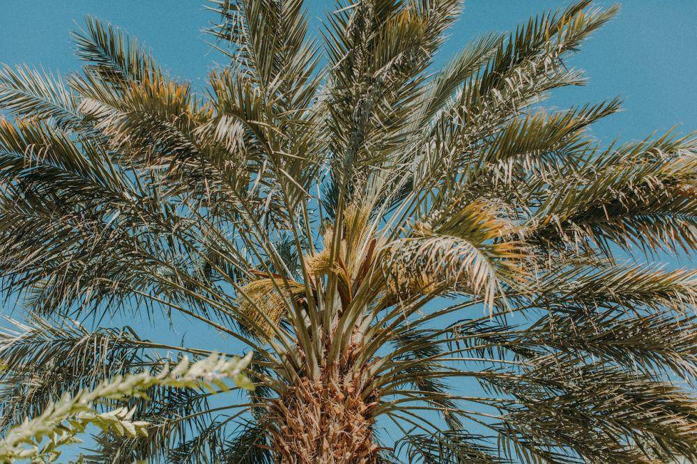 Pohon palem (pexels.com/Leah Kelley)