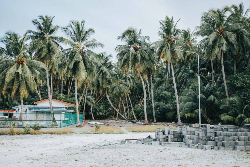 Pohon kelapa (pexels.com/Maahid Mohamed)